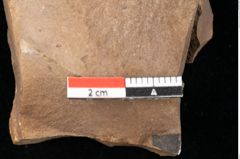 Foto (Detailsansicht) von Quercus palaeoilex Ettingshausen (NHMW-GEO-2024-0188-0863)